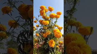 marigold plant caregardeningtipsflowers gardeningshortsvideyo ytshorts [upl. by Attenad582]