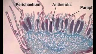 Marchantia Structure and reproduction [upl. by Alboran]