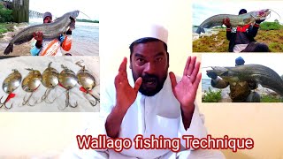 Wallago attu fishing Technique  Wallago macli Pakadna ka Tarika  Best Fishing Technique [upl. by Attelra]