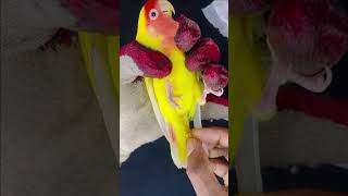 Love bird পাখির পেটের মধ্যে ডিম ভেঙ্গে গেছে 🦜 [upl. by Saloma]