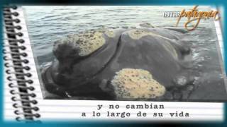 Ballenas en video las callosidades [upl. by Schulein]