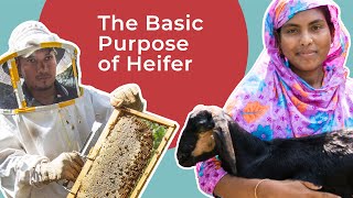 The Basic Purpose of Heifer International [upl. by Maximilien]