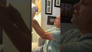 How to Talk Tango 🦜viralvideo video parrot shortvideos shortvideo shortsvideo viralvideo [upl. by Anaujat931]