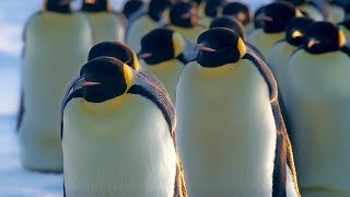 How Does Huddling Help Penguins Stay Warm  BBC Earth [upl. by Nessaj]