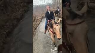 Buckskin Missouri Foxtrotter Gaited Trail Horse For Sale [upl. by Suirauqram626]