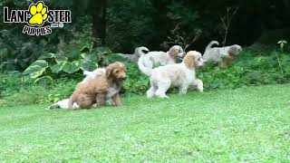 Outgoing Labradoodle Puppies [upl. by Esoranna]