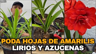 UNA SOLA PODA DE HOJAS PARA AMARILIS LIRIOS O AZUCENAS [upl. by Ferren129]