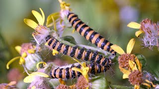 Cinnabar Moth caterpillars feeding on Ragwort UHD 4K [upl. by Cnahc]