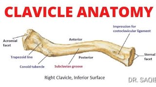 Clavicle bone I online study l [upl. by Aelanej]