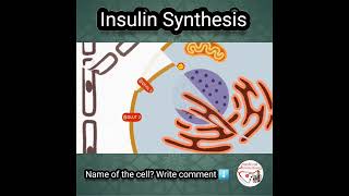 💦 INSULIN SYNTHESIS [upl. by Eussoj]