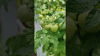 Tomato cherry  Its time to sweet farming tomato greenthumb agrinature shorts [upl. by Yrallih]