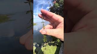 Invasive Aquatic Plant ID hydrilla [upl. by Etheline]