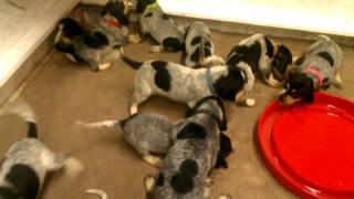 3 week bluetick coonhound puppy house of blueticks [upl. by Annayehc]