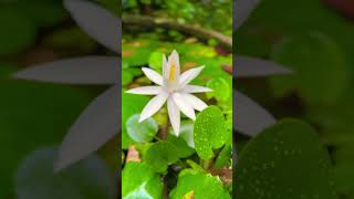 Lotus bloomed beauty of naturelove your surroundings sreenussstar [upl. by Desma]