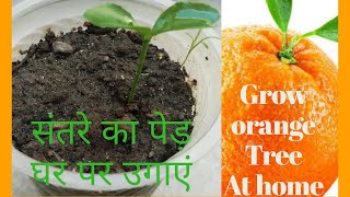 संतरे का पौधा घर पर कैसे उगाये  Grow Orange Tree at Home Germination of Orange Seed Step By Step [upl. by Lotti706]