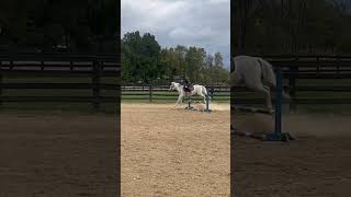 Jumping today equestrian horse jump [upl. by Bina]