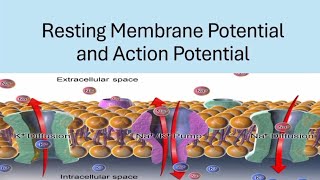 BRS Physiology  Resting membrane potential and Action potential  FCPS Part1 [upl. by Ulphia960]