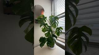 Chopping a monstera albo and where to cut plantpropagation monsteraplant planttips [upl. by Ag]