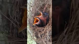 Sunbird nest attached to the goat cage Bird chicks is 7 days old [upl. by Deyes]