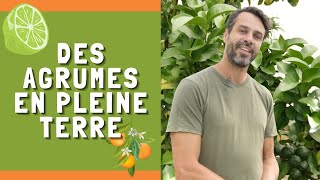 ILS CULTIVENT DES AGRUMES EN PLEINE TERRE ET RESISTANT AU FROID [upl. by Layla]