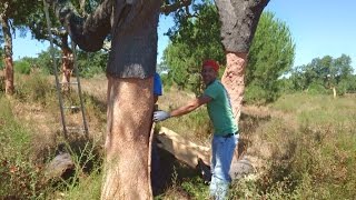 Dalla quercia al tappo ovvero come nascono i tappi di sughero Prima parte [upl. by Anivek150]