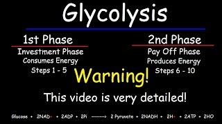 Glycolysis  Biochemistry [upl. by Warenne646]