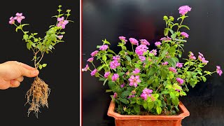 Great tips propagating FiveColor Flower Lantana camara Many flowers after 2 months [upl. by Melisent]