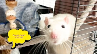 You got more noodles Latte Oreo Fancy pet Rats [upl. by Schroder]