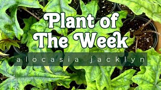 PLANT OF THE WEEK  ALOCASIA JACKLYN [upl. by Suoirred]