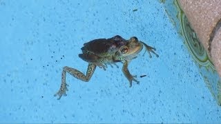 Frog Toads spawn eggmass tadpole legs Froglet pool maintenance cleaning Sony NEX7 [upl. by Eissed590]