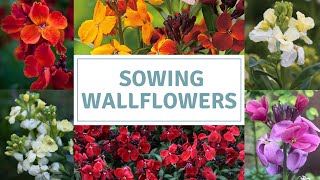 How To Sow Wallflower Seeds  Erysimum Seeds [upl. by Evette]