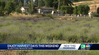 Wander the lavender fields at this El Dorado County farm [upl. by Hengel]