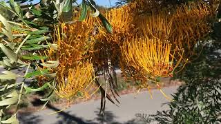 Grevillea robusta Silky oak [upl. by Caril]