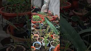 Growing baby plants  Terrace gardeninggardening is my passion short meri bagiya [upl. by Percival]