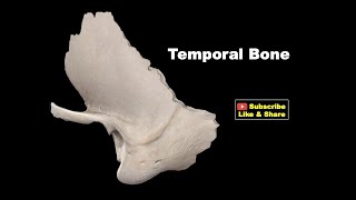 Osteology of Head amp Neck  Temporal Bone Anatomy mbbs bds education [upl. by Naara158]