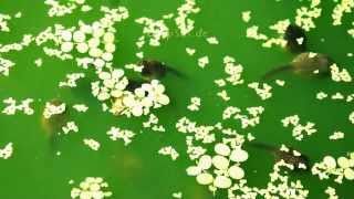 Big Tadpoles Feeding on Algae [upl. by Akcirret740]