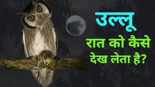 how does an owl see at night   Dheeraj Kumar [upl. by Eimar]