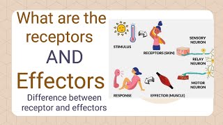 what are the receptors and effectors  difference between receptor and effectors  shorts biology [upl. by Nicoli212]