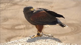 Falconry Training your hawk to follow you [upl. by Liamaj82]