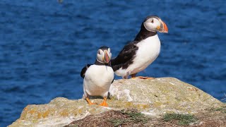 ELLISTONS PUFFIN VIEWING SITE  BONAVISTA PENINSULA  NEWFOUNDLAND [upl. by Atsillac]