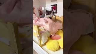 Married Cat Kissing and Falls in love in a cat house funny cat catvideos [upl. by Venuti720]