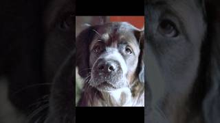 Two dogs go to a gourmet store to ask for foodshorts viralvideo shortsvideo [upl. by Biancha]