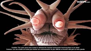 Alien Monsters of the deep Feb 20 2012mp4 [upl. by Gilson]