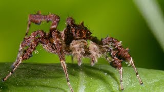 Spider With Three Super Powers  The Hunt  BBC Earth [upl. by Free762]