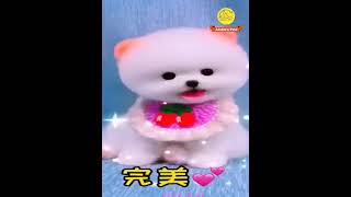 Pomeranian Morning Routine shortsfeed funny shorts youtube [upl. by Floris]