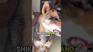 quotShikoku’s Pride 5 Amazing Facts About the Shikoku Inuquot [upl. by Willie]