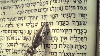 Song of Songs reading Hebrew Ashkenaz Rabbi Weisblum שיר השירים פסח נוסח אשכנז [upl. by Jonette712]