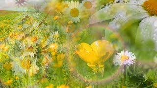 Buttercups and Daisies by Rebecca Tripp Remastered [upl. by Moffitt]