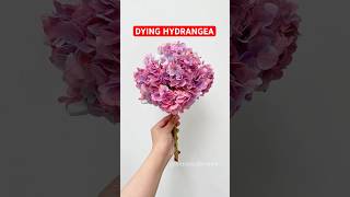 Dying bunga hydrangea😍 bouquet flowers aesthetic diy hydrangea shortvideo fyp [upl. by Emse]