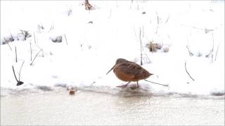 American Woodcock shows off dance moves [upl. by Draper]